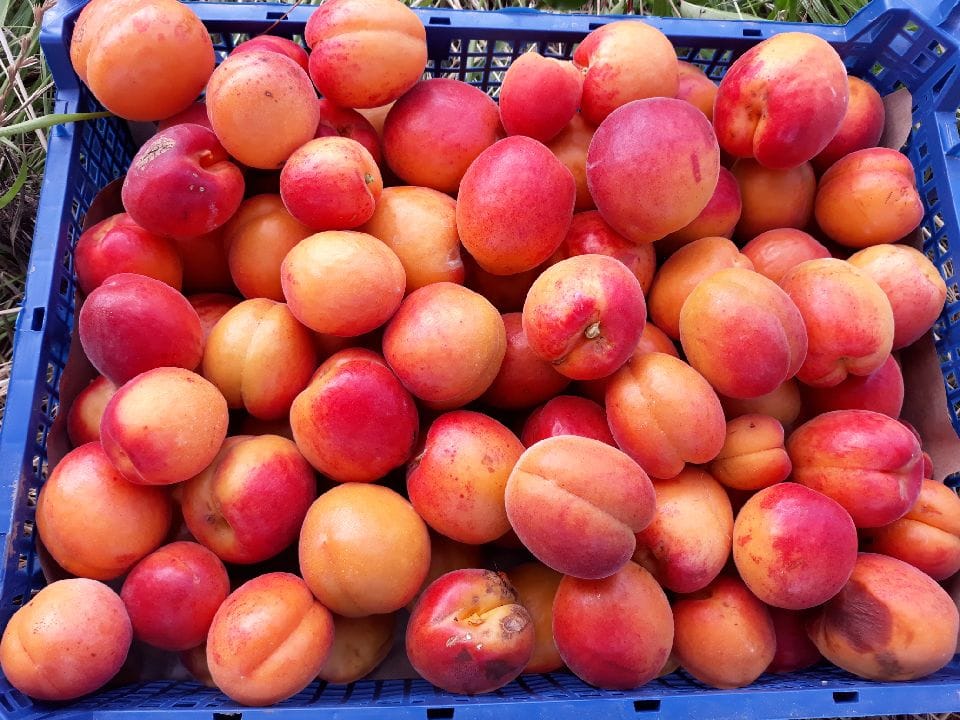 Vente et production fruits et légumes bio Vienne