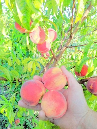 Fruits de saison à Montmorillon 