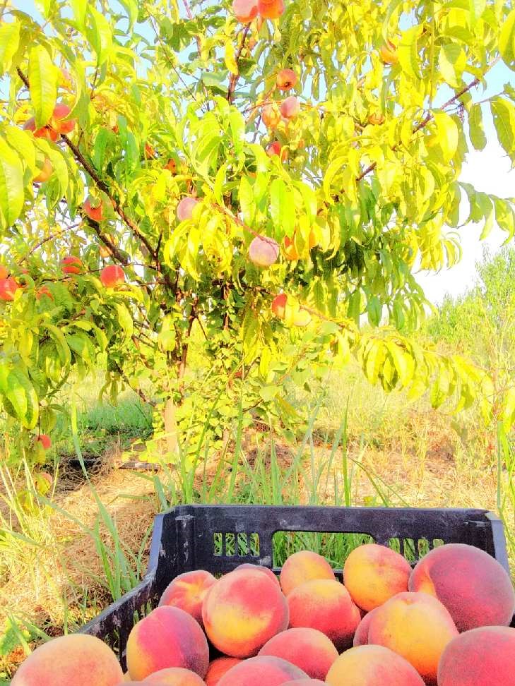 Producteur de fruits et légumes à Montmorillon: Abricot